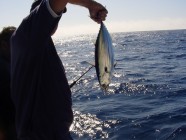 Click to Enter 'PumpkinPatchFishing 010' Page